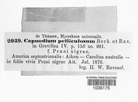 Capnodium pelliculosum image
